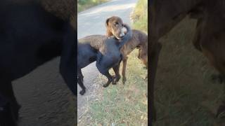 🐶🐾 day 330/365 feeding strays dogs #please#subscribe#support#save#animals#help#viral#video#fyp#fypシ