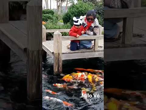 Video Cho cá KOI ăn ở Kokoro Cafe - Đà Lạt #MiloVo #Shorts - youtube