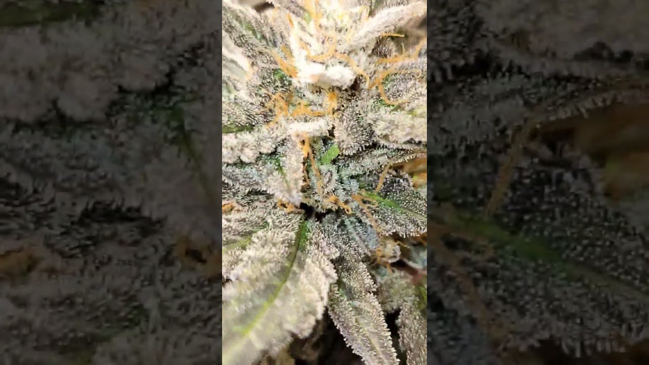 Growing small for funzeez! 🌱 