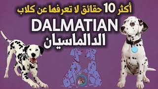 أكثر 10 حقائق لا تعرفها عن كلب الدالماسيان | الدالماسي | Dalmatian Dog | Dalmatien