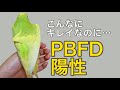 【お願い】鳥さんを愛する方々へ…！PBFD今後の治療について|遺伝子検査結果|セキセイインコ生後3ヶ月|スパングル