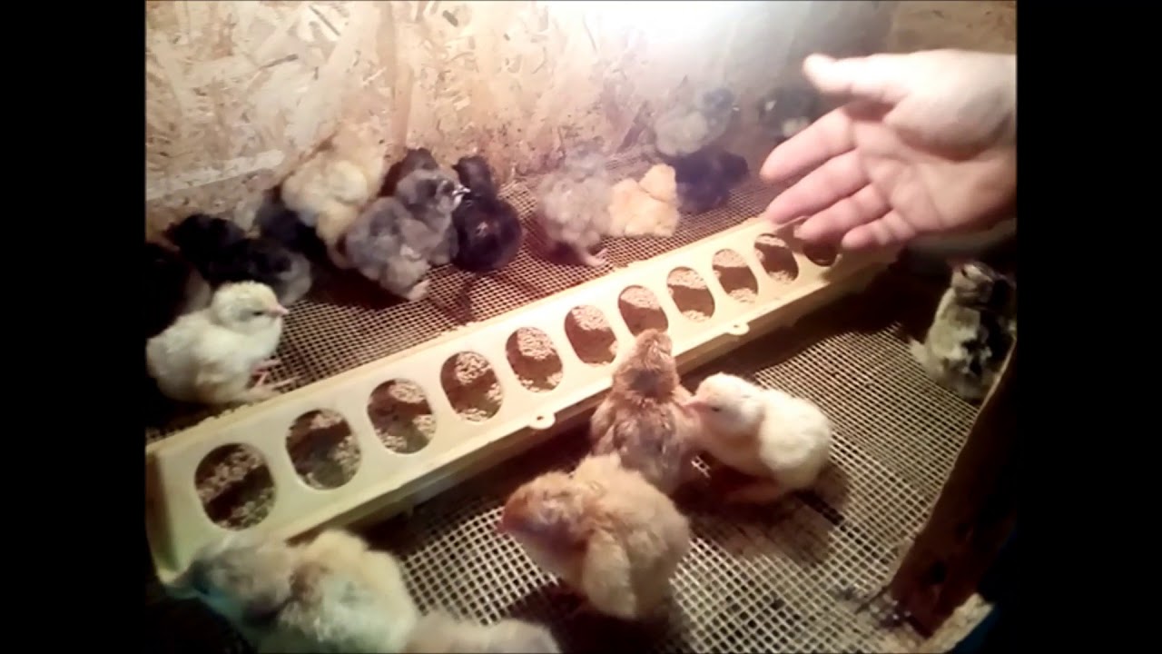 Цыплята из инкубатора первые дни