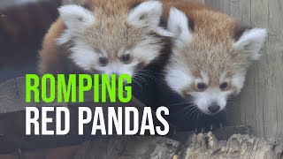 Red Panda Romp!