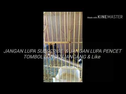 [ UPDATE TERBARU ] CEK HARGA BURUNG BEO TERKOMPLIT DI PASAR BURUNG PRAMUKA