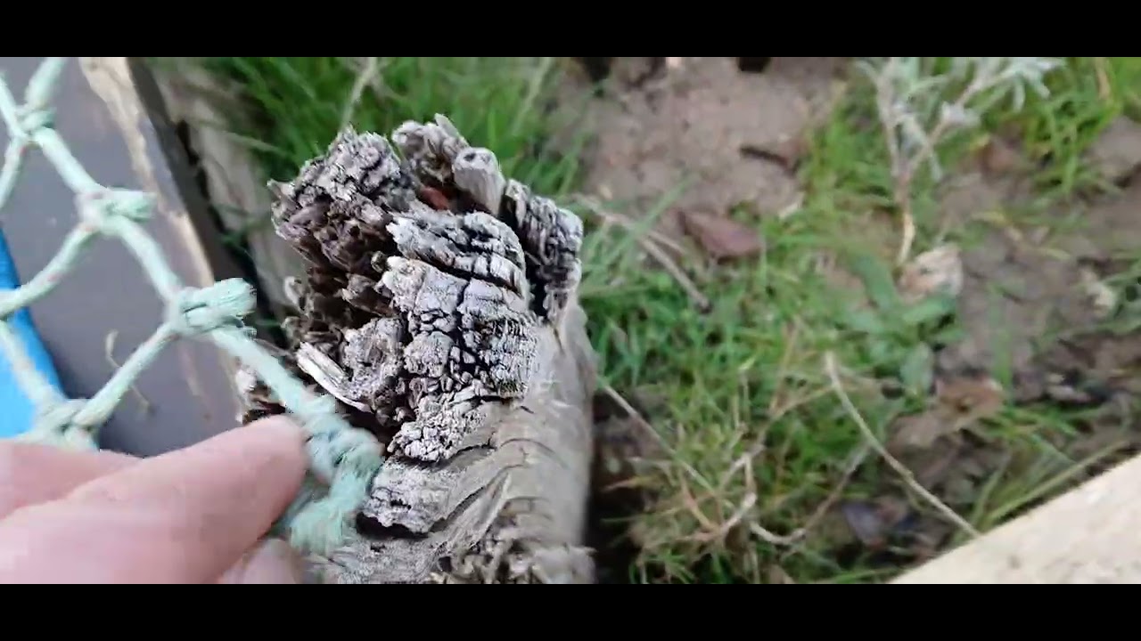 My Allotment today at Bexhill on Sea,  East Sussex. Getting ready for planting soon.