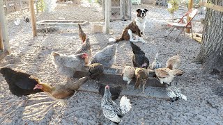 Reorganizando gallos en jaulas