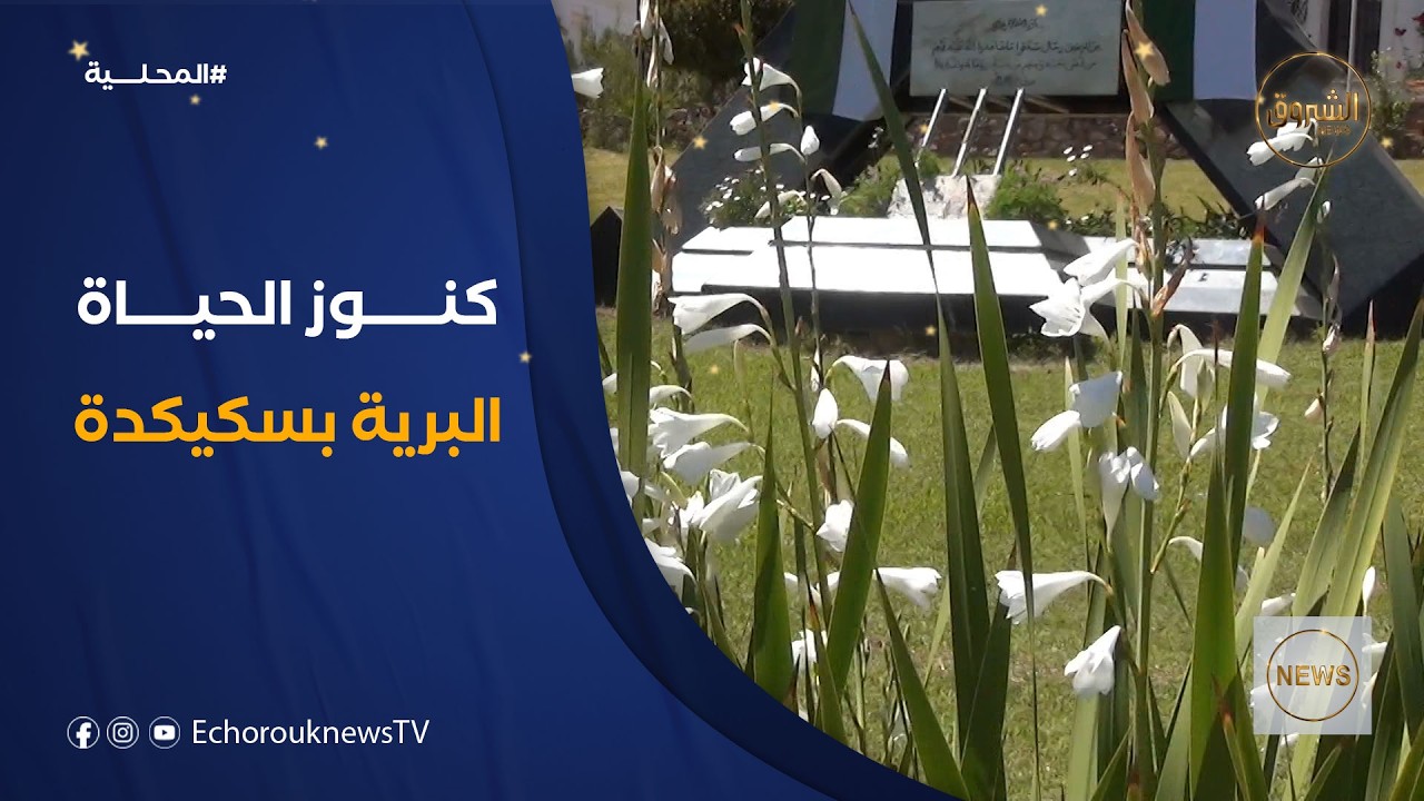 النباتات العطرية والطبية بولاية سكيكدة.. رؤية جديدة للحياة البرية