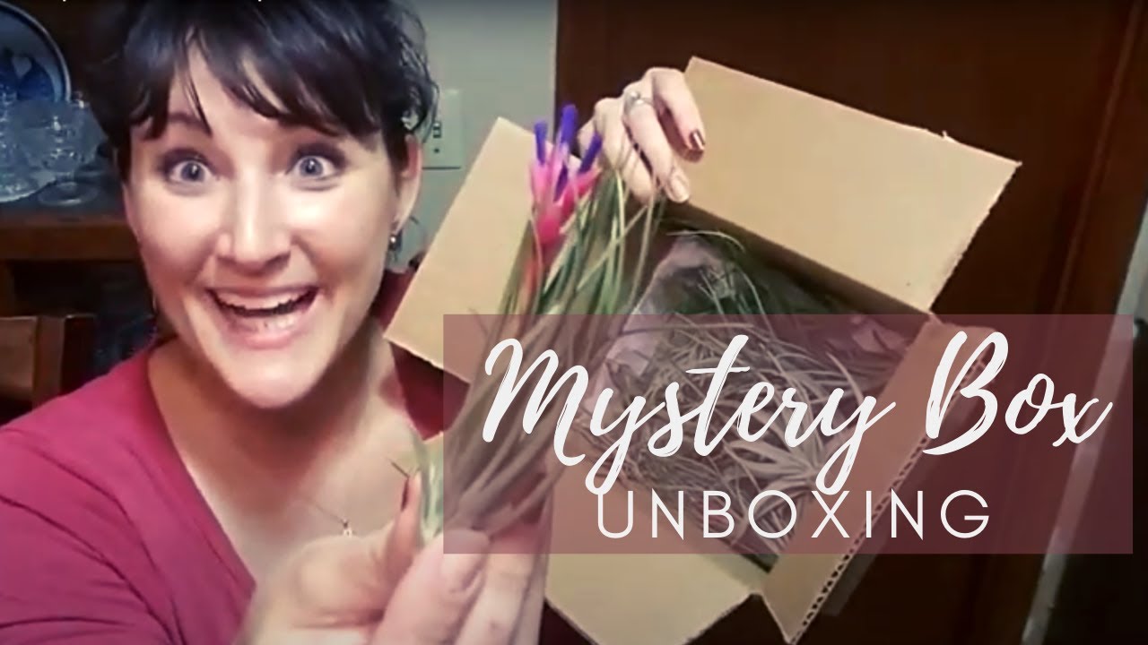 Unboxing 'Mystery Box' Air Plants