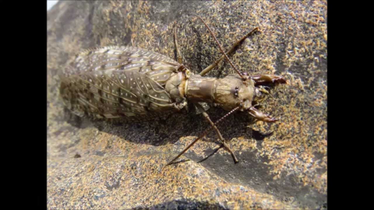 MEGALOPTERA large insect 