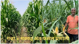 फ़ार्म टू फ़्यूल: एथनॉल आपूर्ति के लिए आईसीएआर–आईआईएमआर का गन्ना + मक्का अंतफसल मॉडल