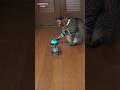 連打を覚えた猫【A cat ringing the bell repeatedly!】