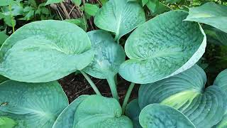 Sports Performance Хоста «Sea Lotus Leaf» 2июля 2023 года в моем саду в Подмосковье.