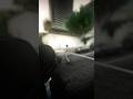 GTA 5 Realistic Hood Kills #42: Amanda Sets Up Michael🫨 #chicagodrill #gtav#chicagodrill