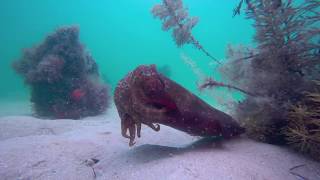 Attacking Cuttlefish Feeding scenarios