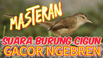 🔴MASTERAN JUARA❗SUARA CIGUN GACOR FULL TEMBAKAN❗BUAT SEMUA BURUNG LOMBA
