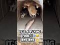 It's a flying fish #shorts #funny #comedy