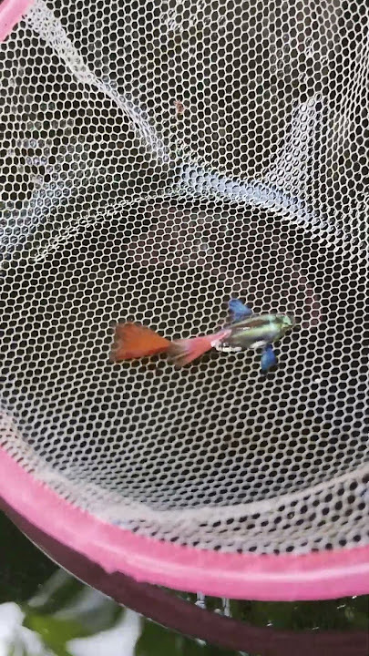 Rare dumbo ear guppy #fishkeepinghobby #guppyfishtank #fishkeeping #guppy #fishtank