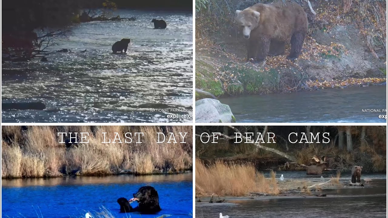 The Last Day of Bear Cams - explore.org - 17 October 2024