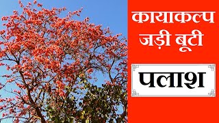 कायाकल्प वृक्ष पलाश, पहचान और फायदे│Benefits of Butea Monosperma on Health Channel By Vishal Sathye