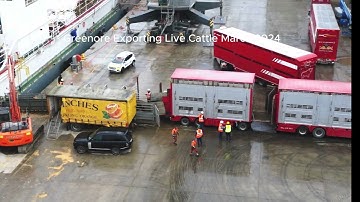 Live Export of cattle at Greenore Port on March 2024
