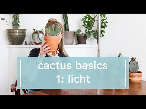 Cactus Basics: Licht