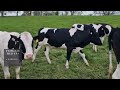 W26042023T - 26 Pedigree Bulling Heifers