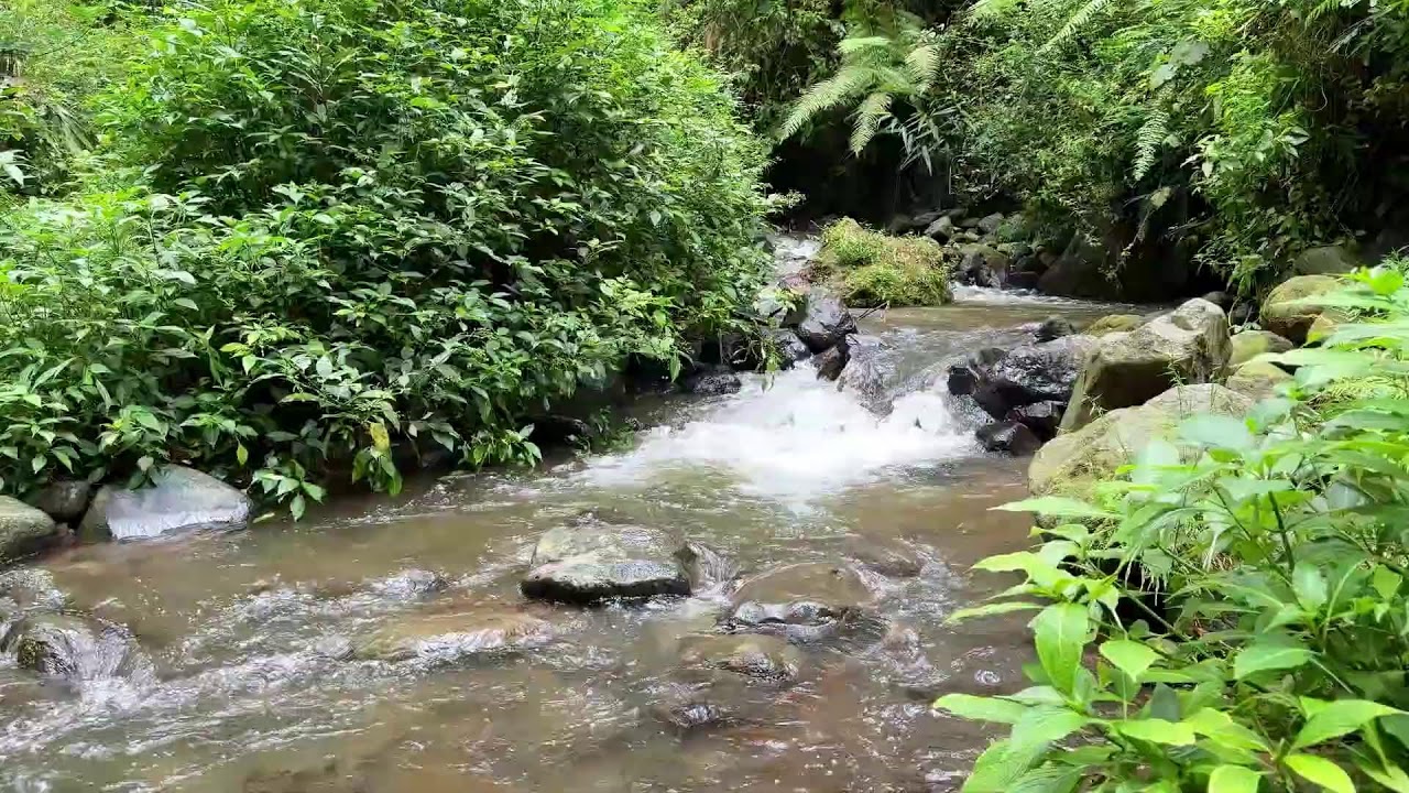 Soften your thoughts with natural river flow in a cool woodland creek to bring deeper rest