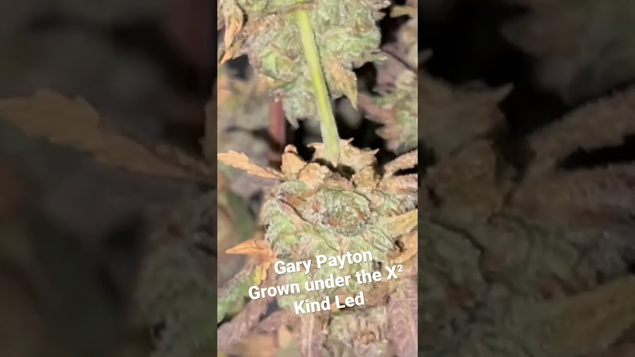 Gary Payton hang drying. Grown with the 