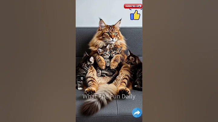 Video 10730661: maine coon cat kitten, pure maine coon, maine coon family, maine coon mother, maine coon playing