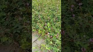 Situ Lengkong Panjalu situlengkongpanjalu ciamis healing wisata panjaluexplore