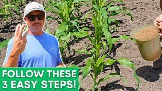 3 Easy Steps to Grow Tasty Sweet Corn in Your Backyard!
