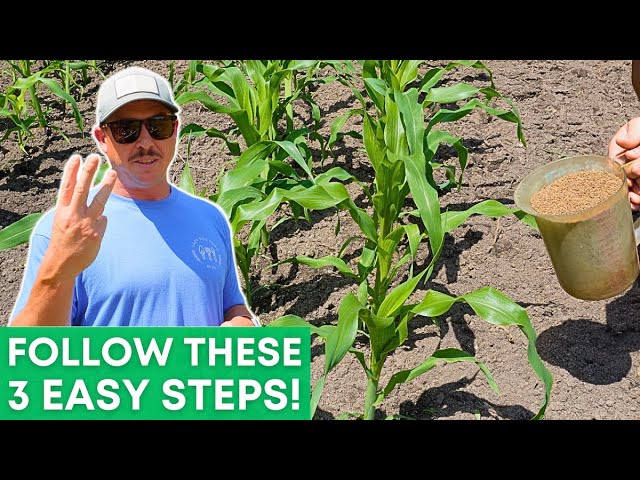 3 Easy Steps to Grow Tasty Sweet Corn in Your Backyard! class=