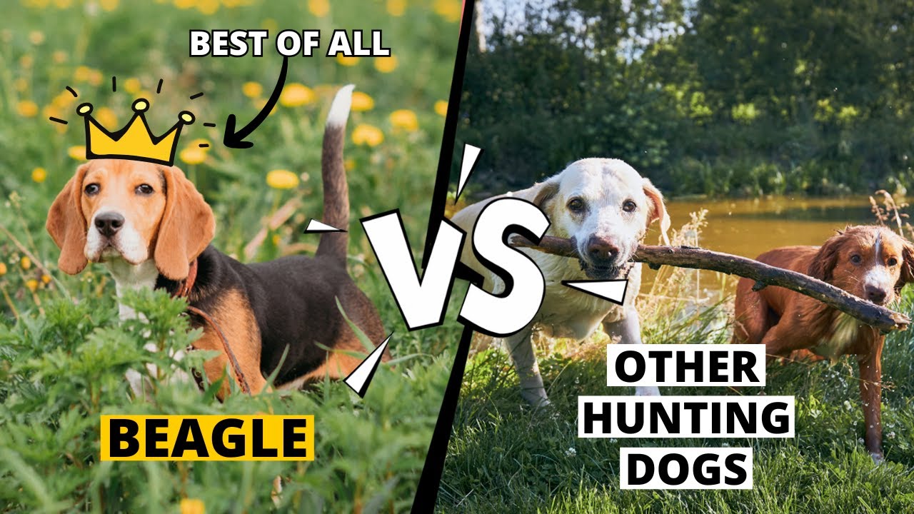 Beagle vs. Other Hunting Dogs: Why They’re the Best?