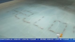 Skating Rink Apologizes For Freezing Fish Into Ice