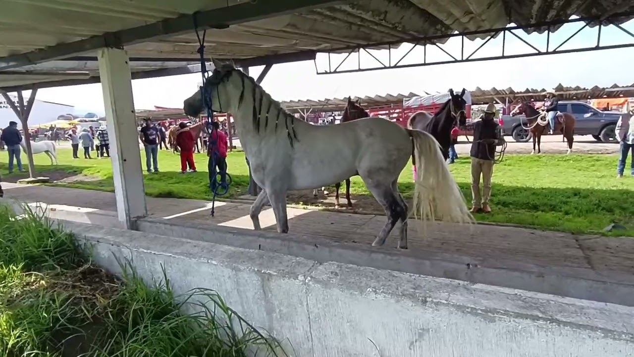 Plaza ganadera rancho las tablas puros  caballos chingones pura sangre