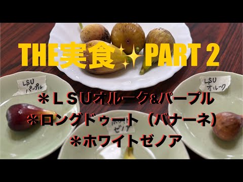 180食レポ〜今日は4種です😊#イチジク #いちじく #イチジク栽培