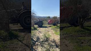 .Ağaçlarınızı Kurtarın Yosun Ve Mantarla Mücadelede En Etkili Yöntem