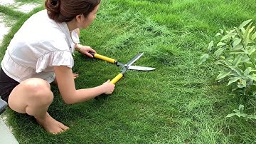 Cắt cỏ sân vườn