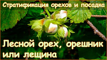 Лещина орешник или лесной орех - стратификация и посадка