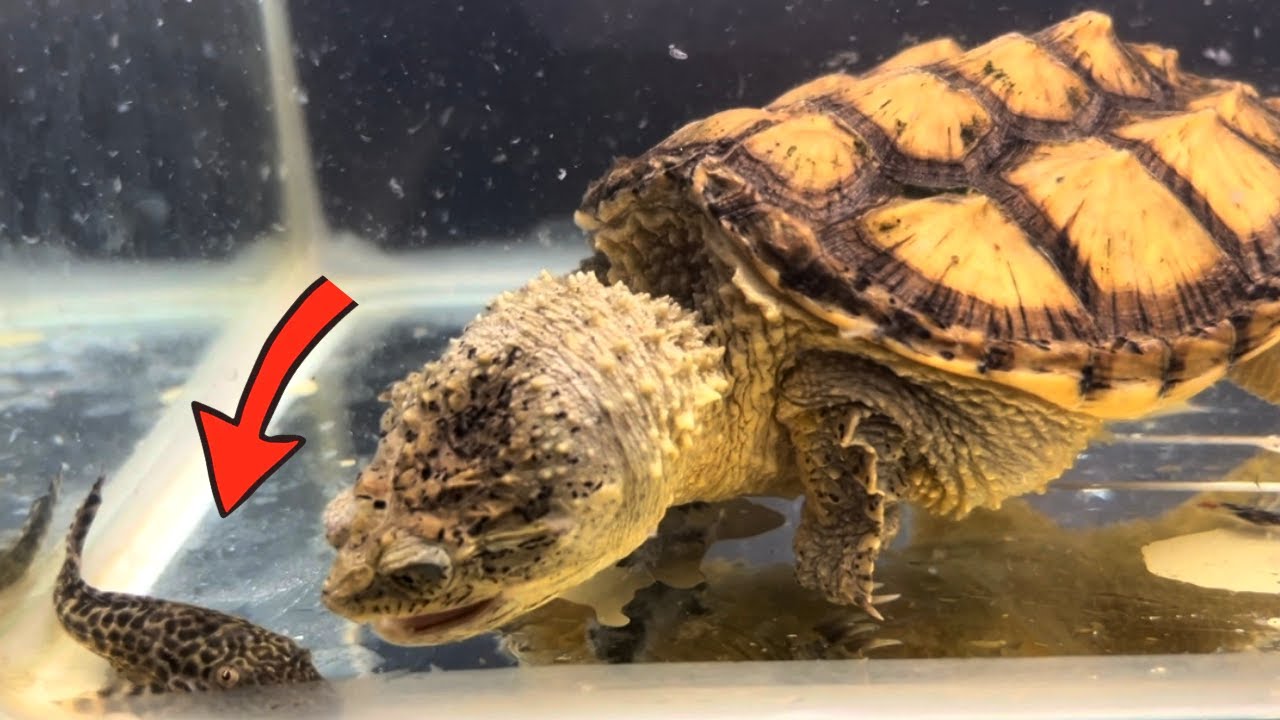 Pleco sucking turtle shell close up