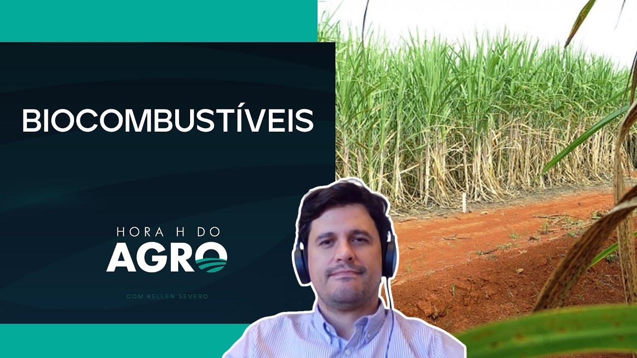 Cana teve queda nos preços de mercado | HORA H DO AGRO