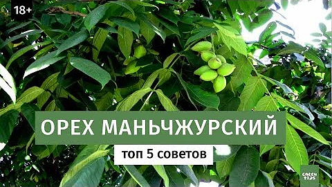 Орех маньчжурский посадка и уход. Дальневосточная флора.