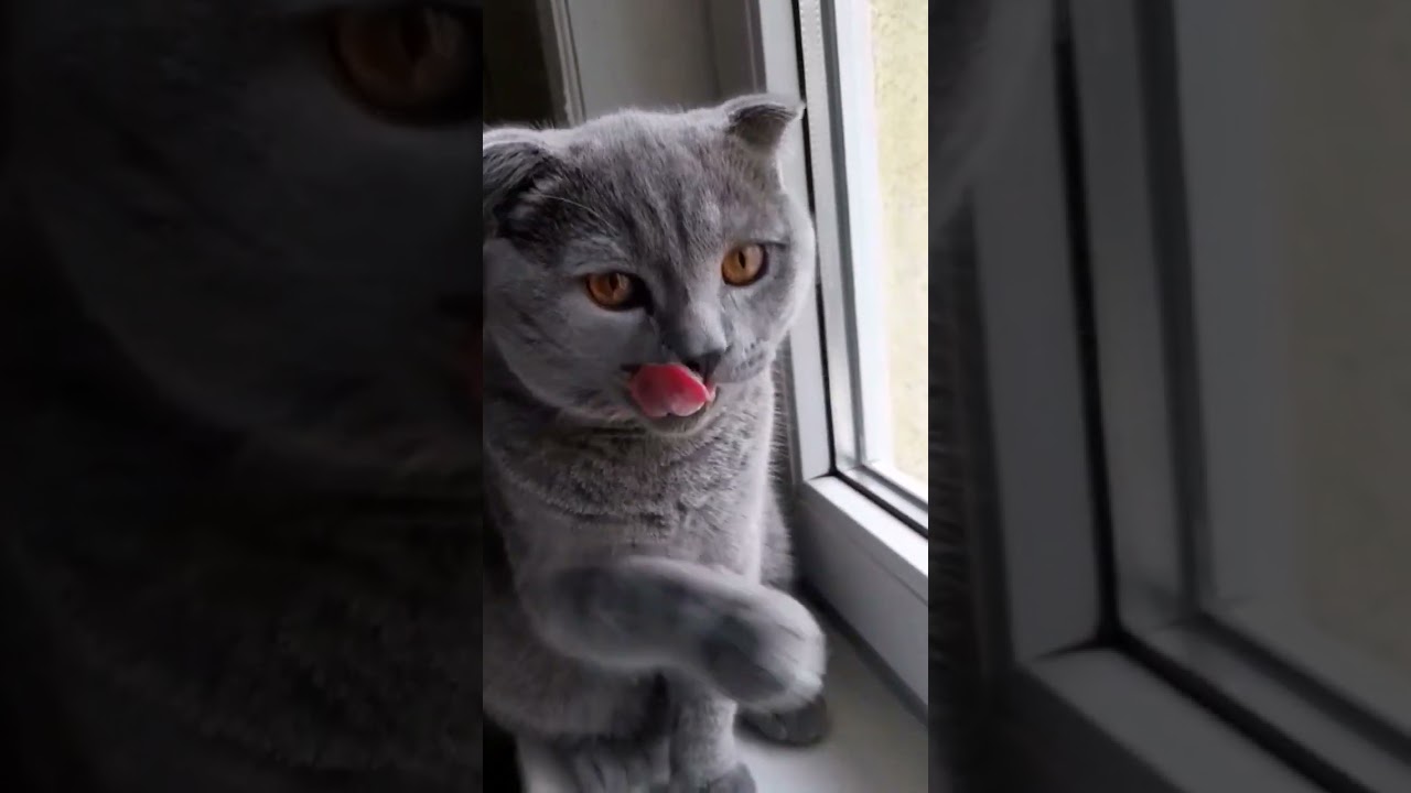 Odin scottish fold CAT preparing for the "ladies" 😹😻 