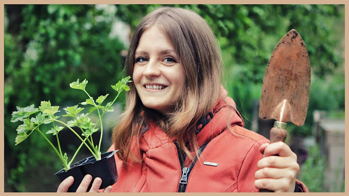 Diese Gemüse kannst du im Juni säen und pflanzen! 🥦