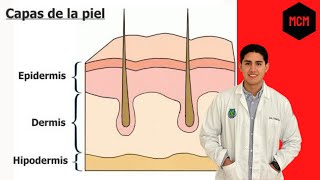 La piel y sus capas // Medicina con Moore