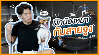 ฝึกน้องหมาให้คุ้นชินกับสายจูงได้ง่ายๆ I หมาสมุด EP.48