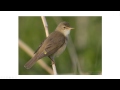 Bird ID made Easy - Autumn Acros (1)