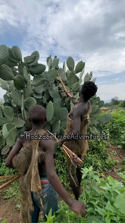 Hadzabe Tribe like to eat this fruit in the forest