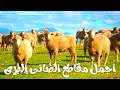 اجمل مقاطع الضانى البرى مزرعة فى بيتى 