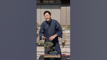 Did you see our latest how-to video on how to bend thicker branches on bonsai trees? 🌳 #bonsai